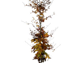 Groene Beuk - Fagus sylvatica