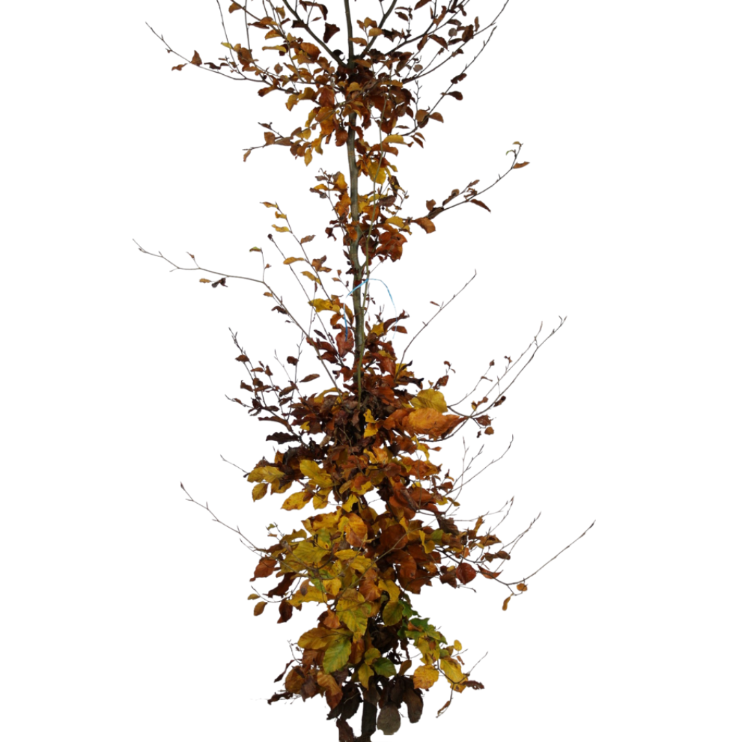 Groene Beuk - Fagus sylvatica