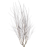 Witte berk - Betula utilis 'Doorenbos' meerstammig