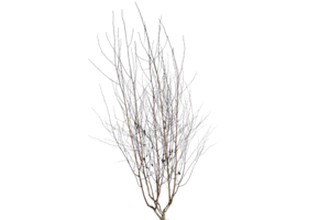 Witte berk - Betula utilis 'Doorenbos' meerstammig