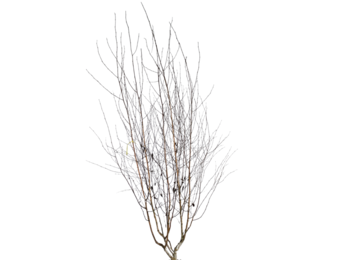 Witte berk - Betula utilis 'Doorenbos' meerstammig