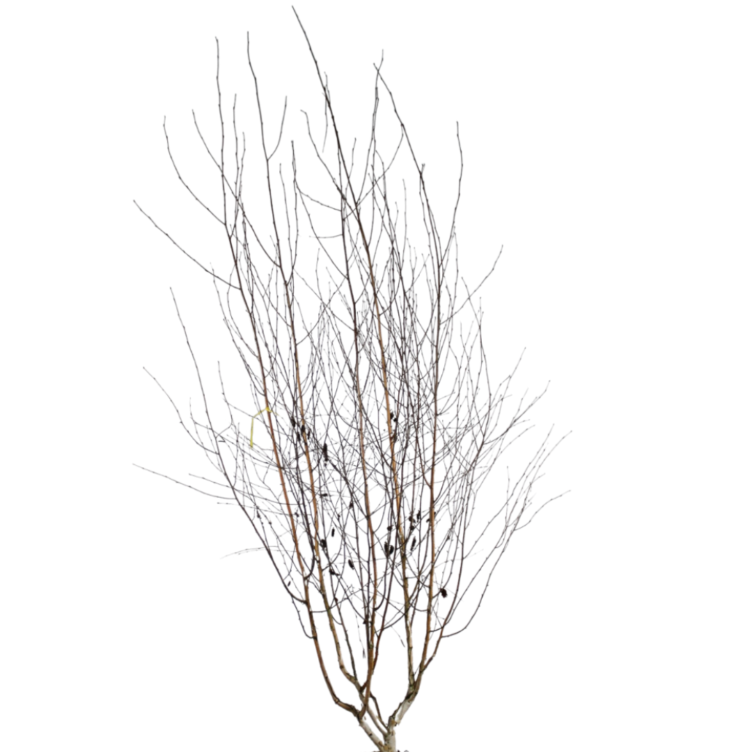 Witte berk - Betula utilis 'Doorenbos' meerstammig