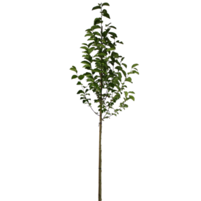Beverboom - Magnolia kobus