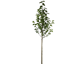 Beverboom - Magnolia kobus