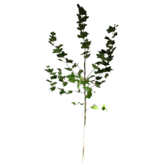 Gewone plataan - Platanus hispanica