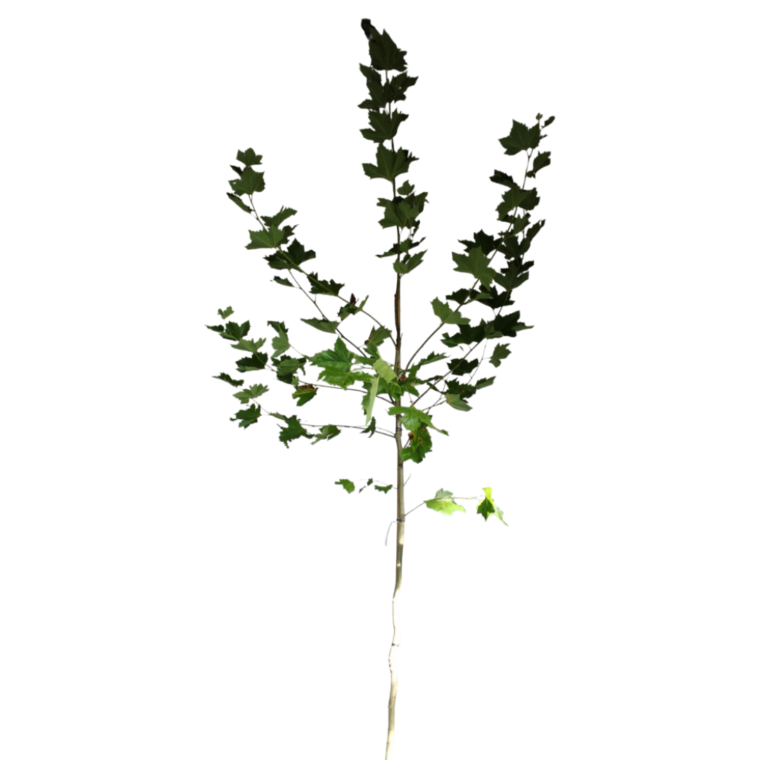 Gewone plataan - Platanus hispanica