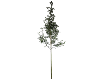 Lijsterbes - Sorbus aucuparia ‘Sheerwater Seedling’