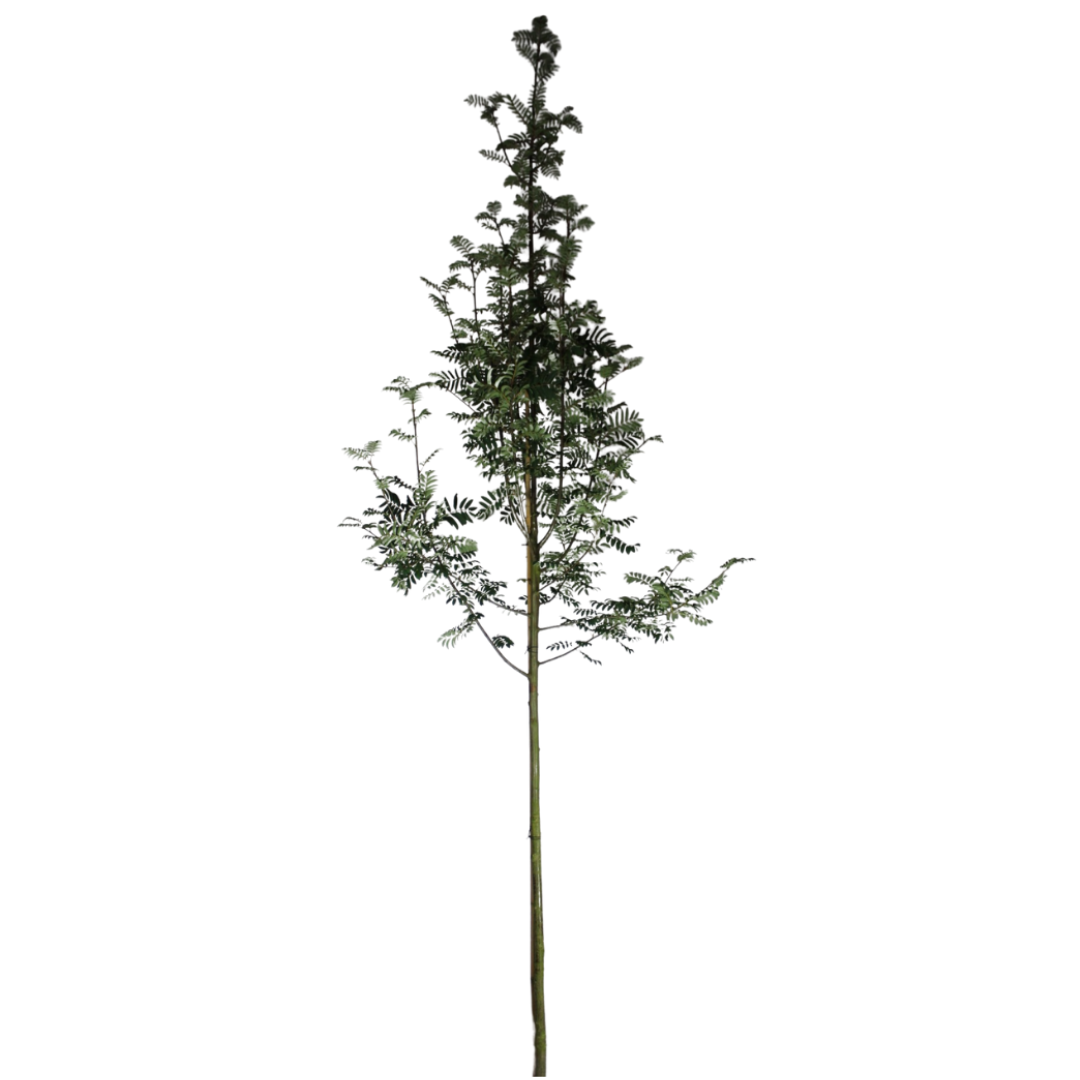 Lijsterbes - Sorbus aucuparia ‘Sheerwater Seedling’