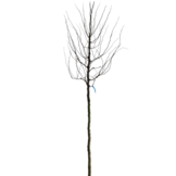 Gele Valse Christusdoorn - Gleditsia triacanthos ‘Sunburst’