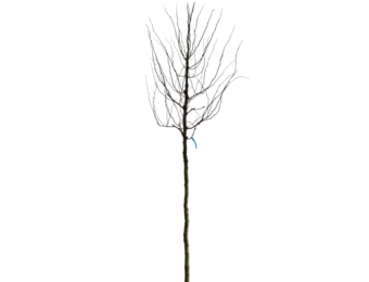 Gele Valse Christusdoorn - Gleditsia triacanthos ‘Sunburst’