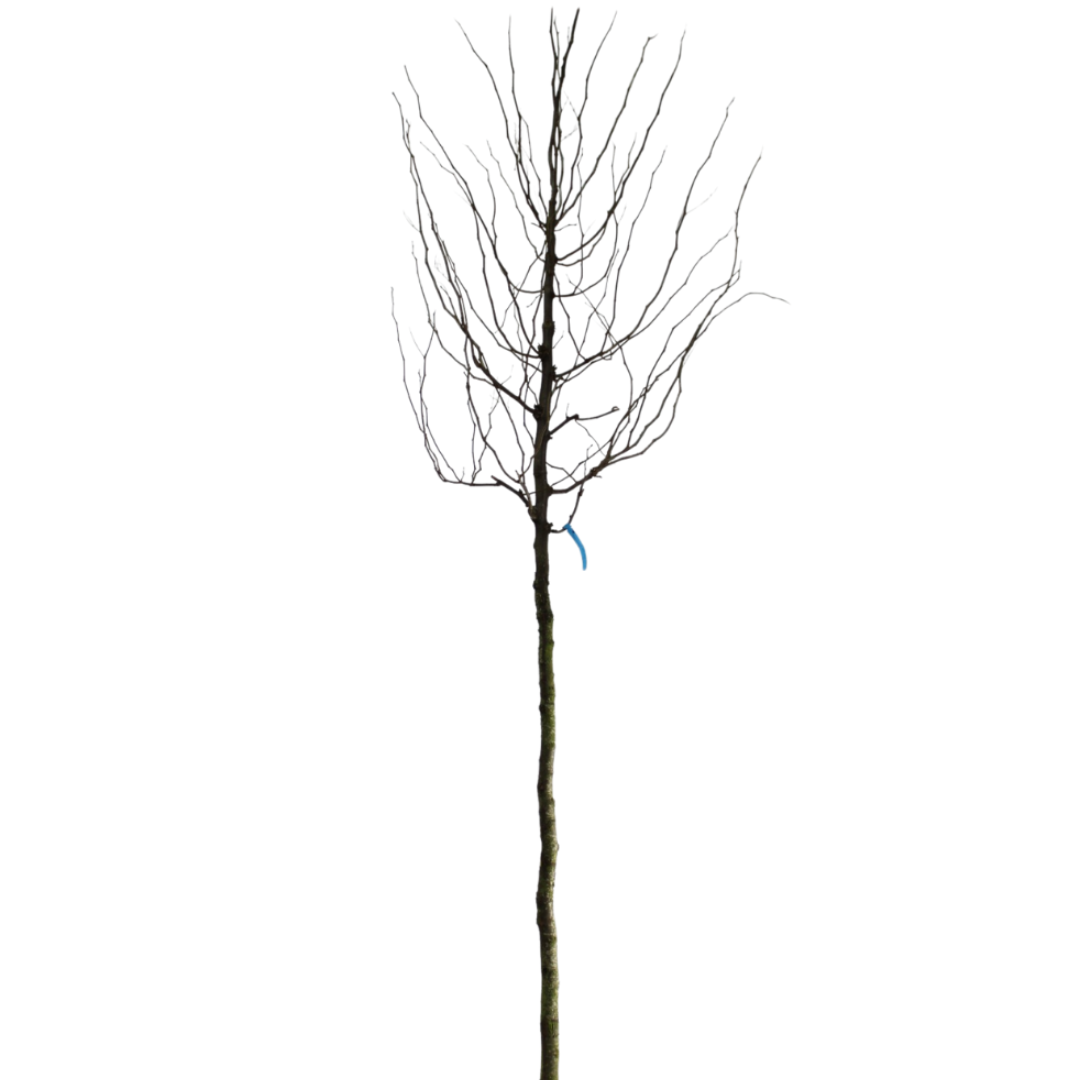 Gele Valse Christusdoorn - Gleditsia triacanthos ‘Sunburst’