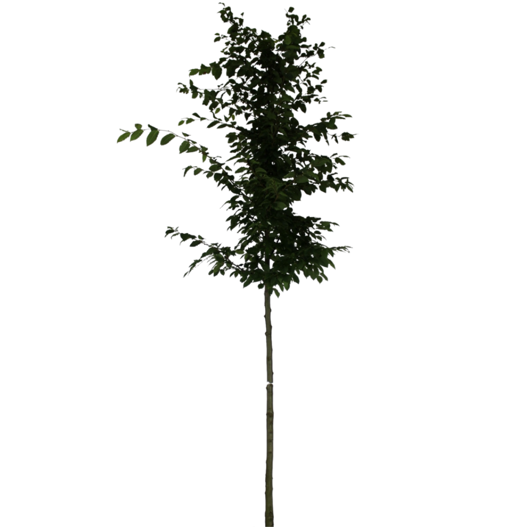 Beukenboom - Carpinus Betulus