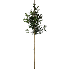 Glansmispel - Photinia fraseri Red Robin
