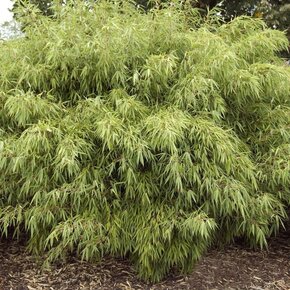 Fargesia 'Rufa'