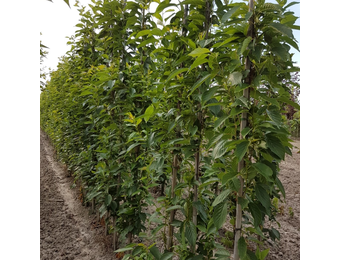 Zuilsierkers - Prunus serrulata Amanogawa