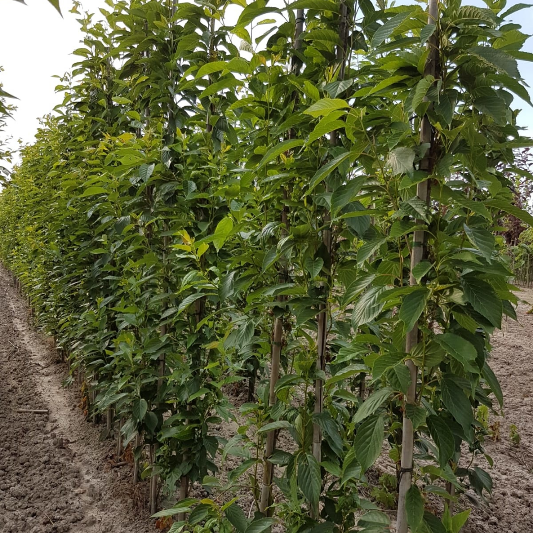 Zuilsierkers - Prunus serrulata Amanogawa