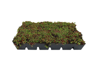 Sedumcassette | Per stuk | 60x40cm