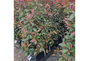 Glansmispelhaag - Photinia fr. Red Robin