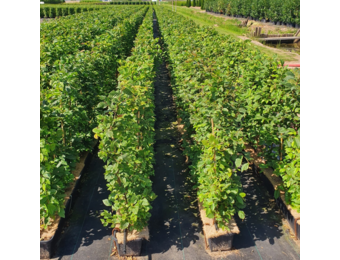 Haagbeuk - Carpinus Betulus