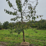 Oude kersenboom - Prunus Kordia