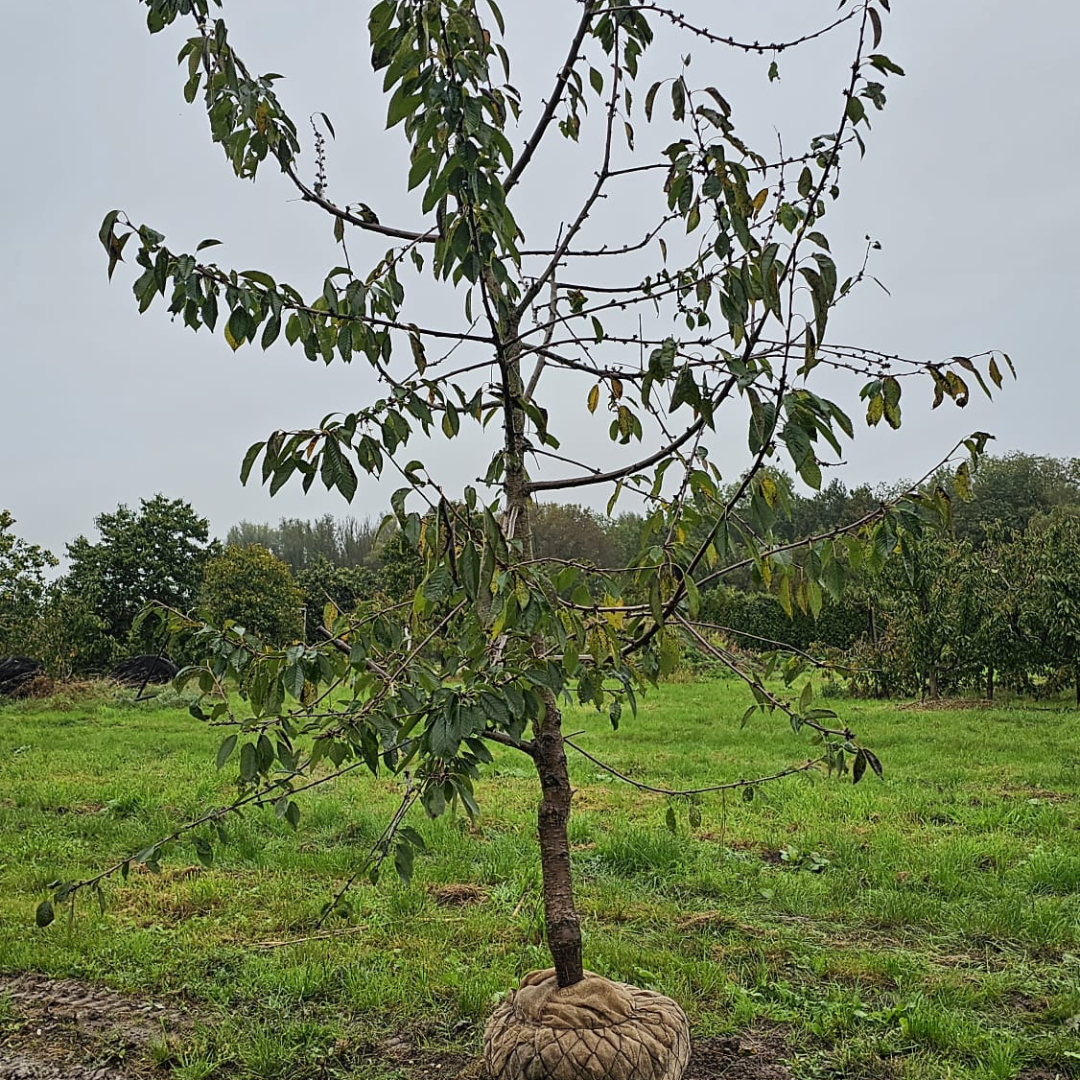 Oude kersenboom - Prunus Kordia