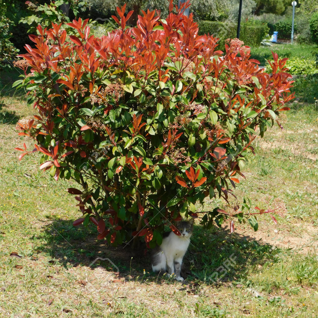 Photinia fraseri 'Red Robin'