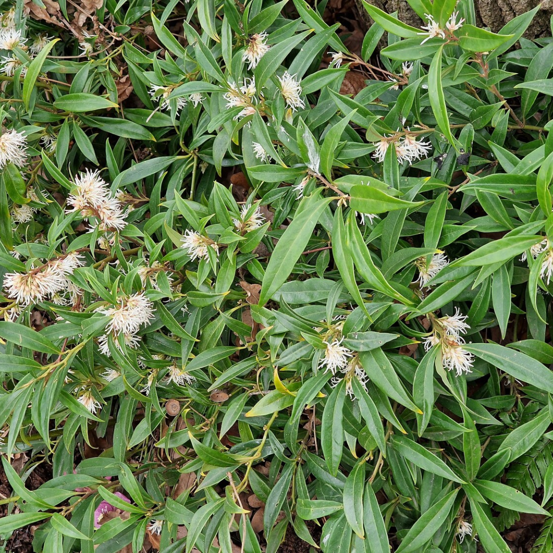 Sarcococca confusa