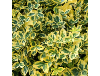 Euonymus fort. 'Emerald 'n Gold'