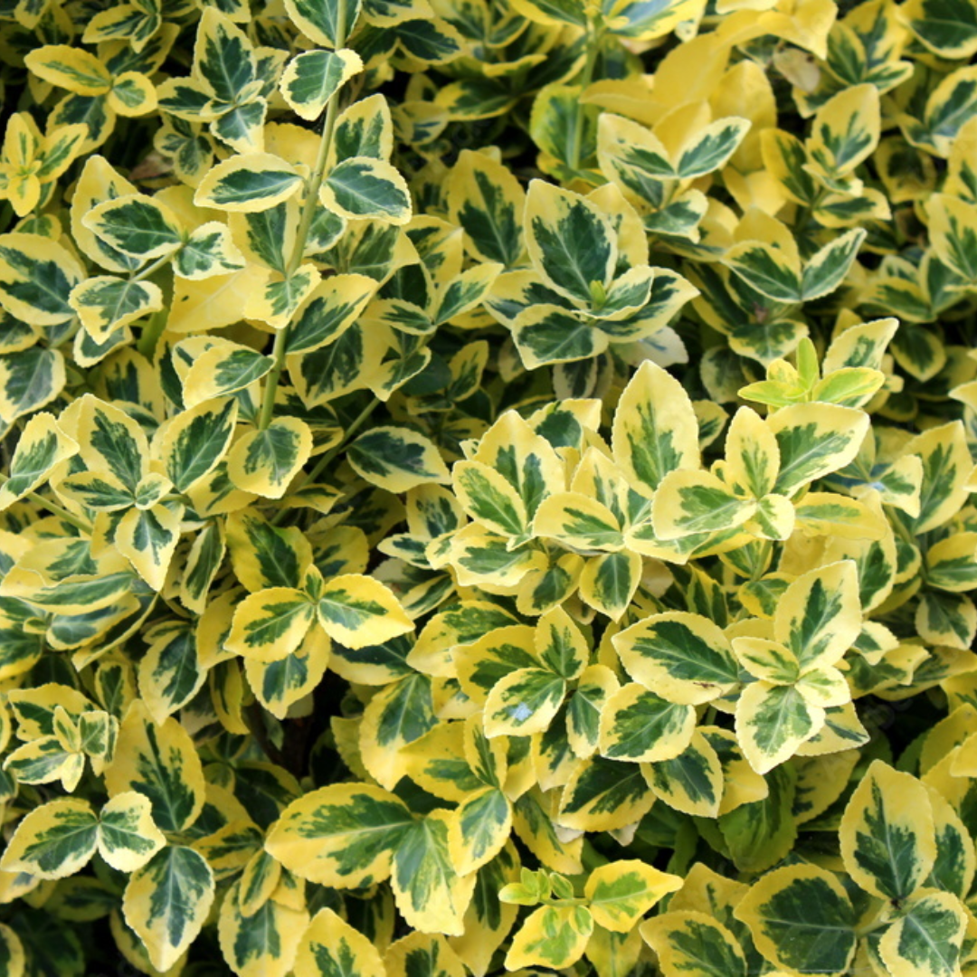 Euonymus fort. 'Emerald 'n Gold'
