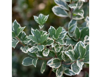 Euonymus fort. 'Emerald Gaiety'