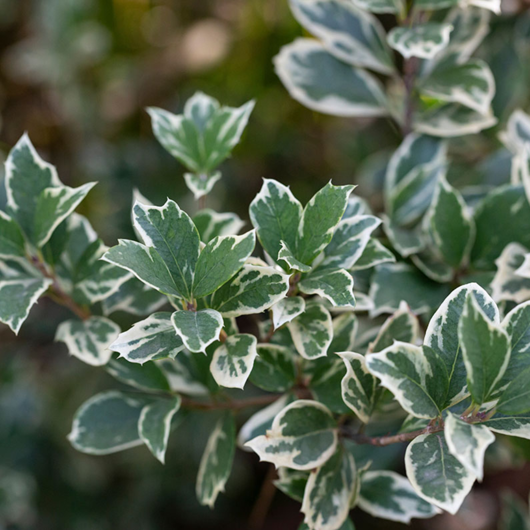 Euonymus fort. 'Emerald Gaiety'