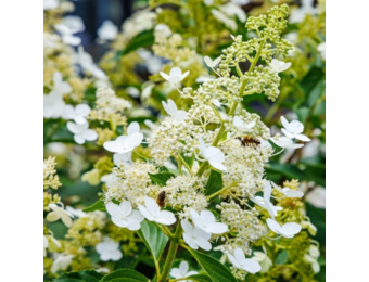 Hydrangea paniculata 'Kyushu'