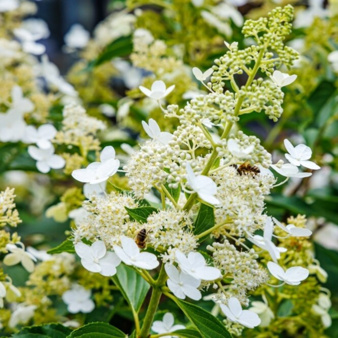Hydrangea paniculata 'Kyushu'