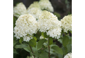 Hydrangea paniculata 'Grandiflora'