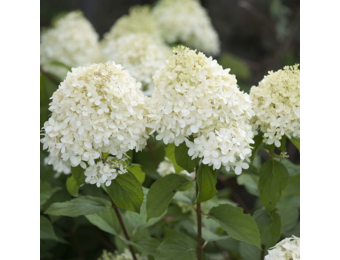 Hydrangea paniculata 'Grandiflora'
