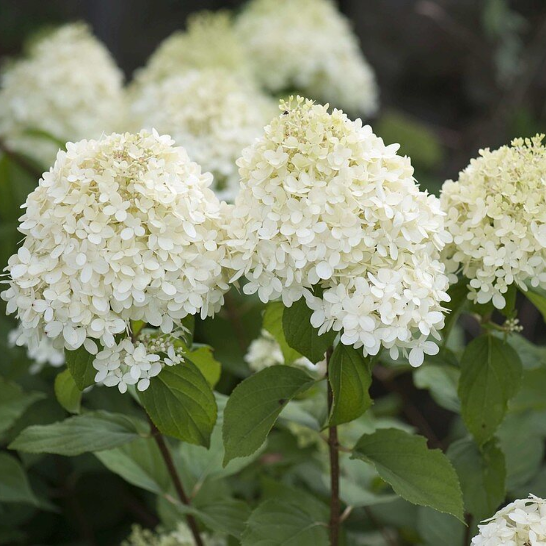 Hydrangea paniculata 'Grandiflora'