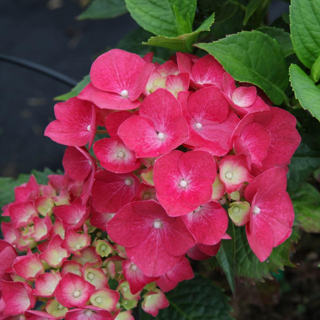 Hydrangea macrophylla 'Leuchtfeuer'