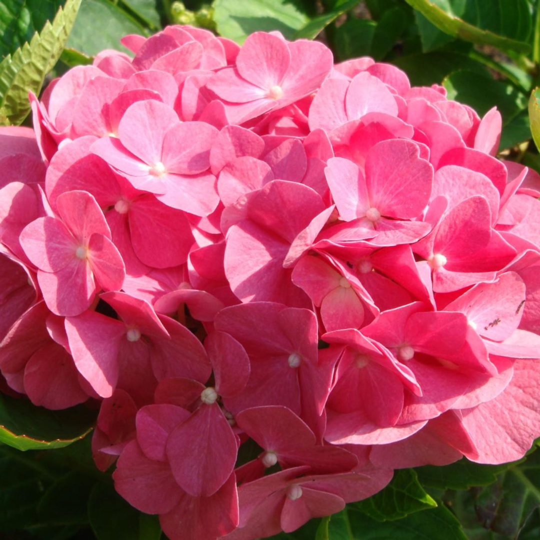 Hydrangea macrophylla 'King George V'