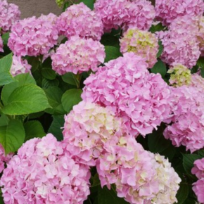 Hydrangea macrophylla 'Bouquet Rose'