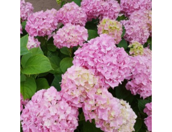 Hydrangea macrophylla 'Bouquet Rose'