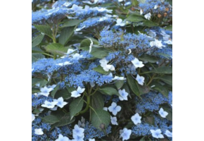Hydrangea serrata 'Bluebird'