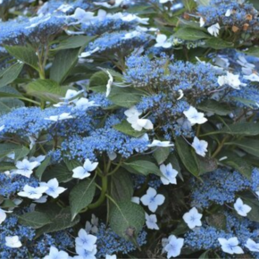Hydrangea serrata 'Bluebird'