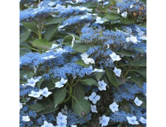 Hydrangea serrata 'Bluebird'
