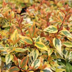Abelia grandiflora 'Kaleidoscope'