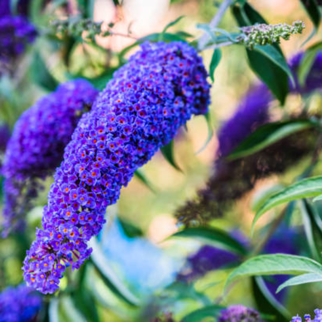 Buddleja davidii 'Nanho Blue'