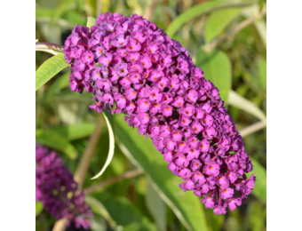 Buddleja davidii 'Royal Red'