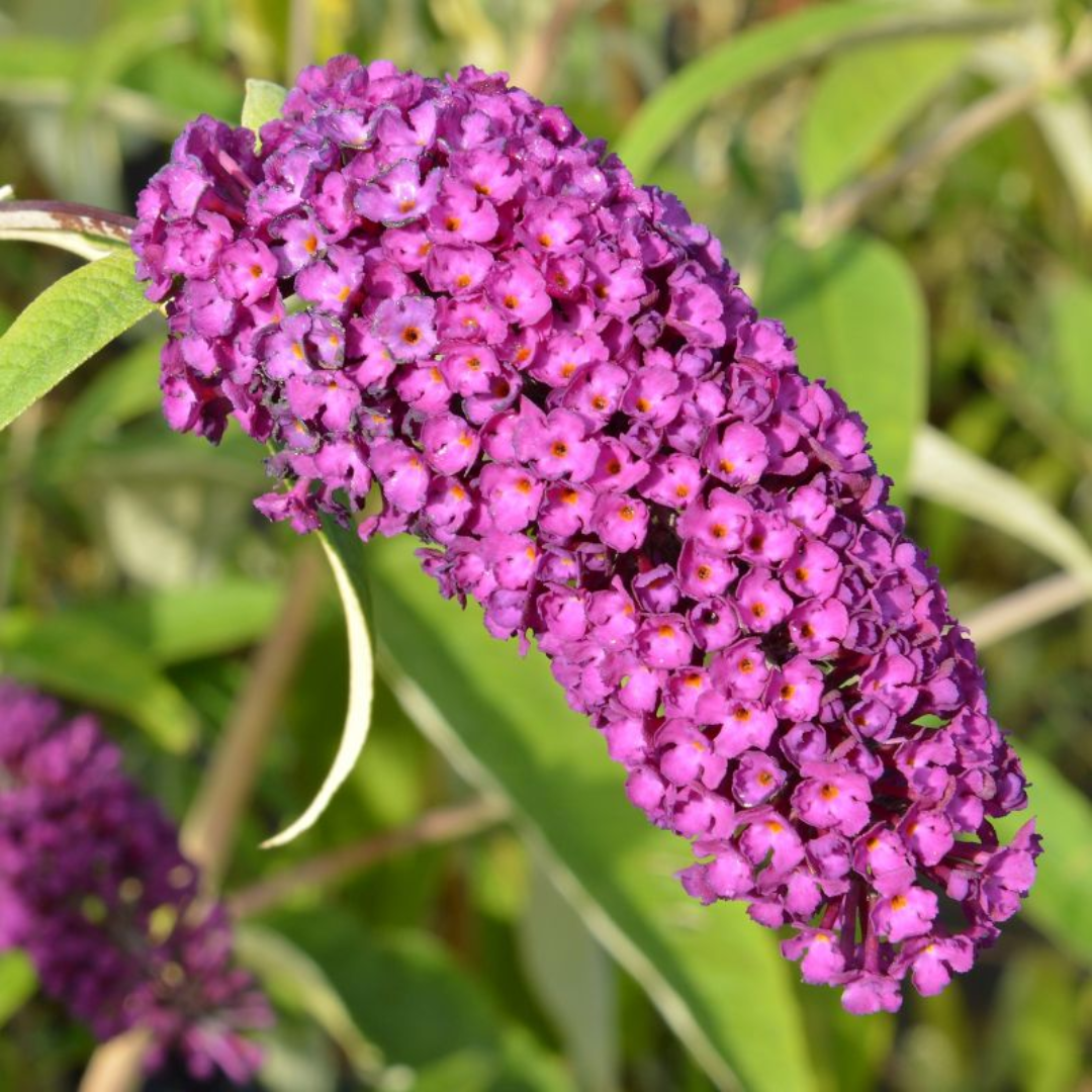 Buddleja davidii 'Royal Red'