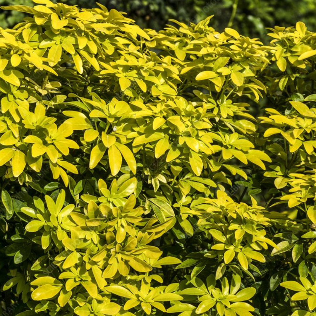 Choisya ternata 'Sundance'