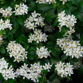 Choisya ternata
