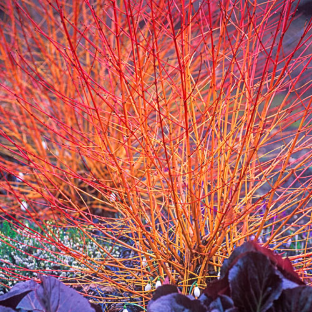 Cornus sanguinea 'Midwinter Fire'
